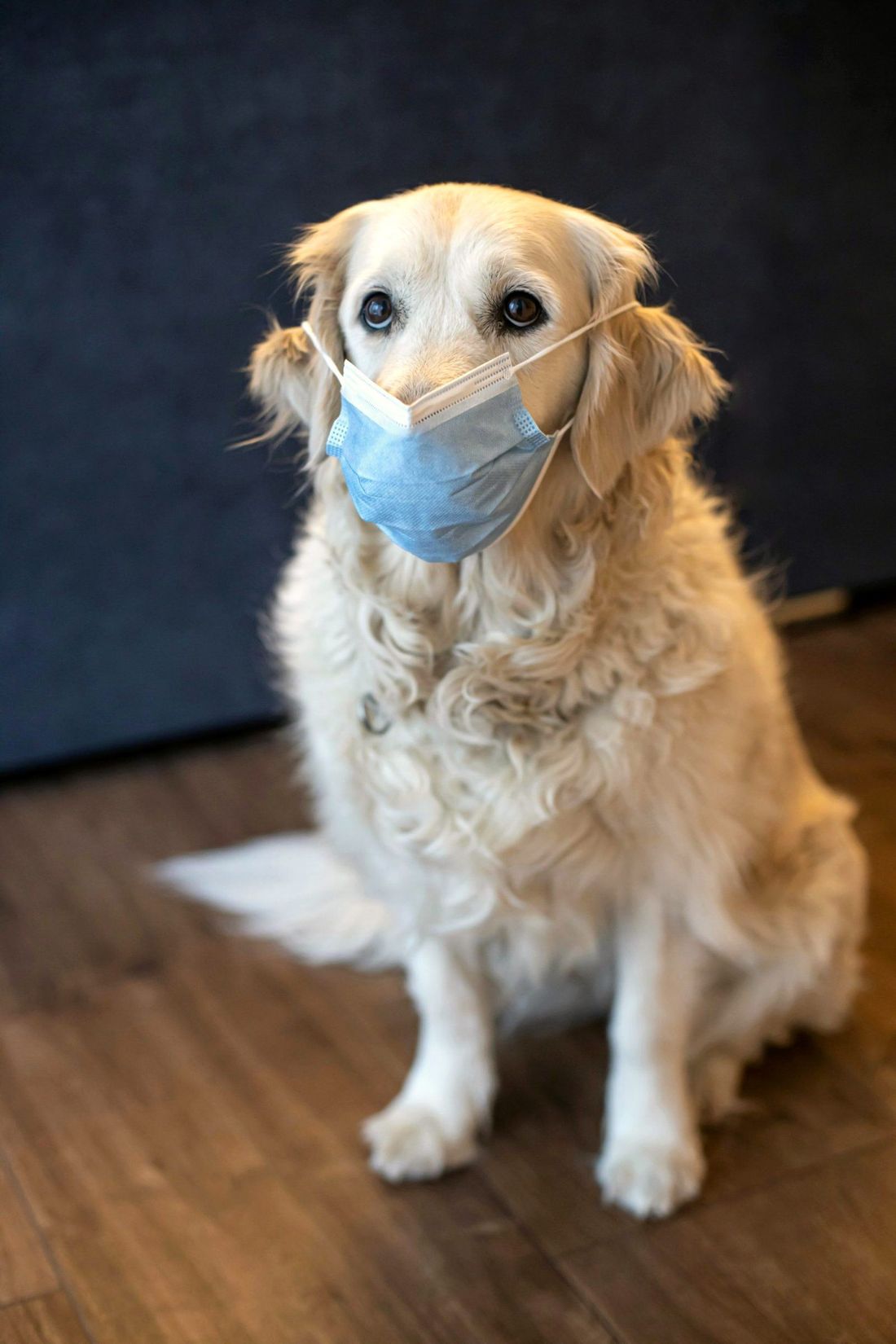 A golden retriever sits on a wooden floor wearing a blue surgical mask