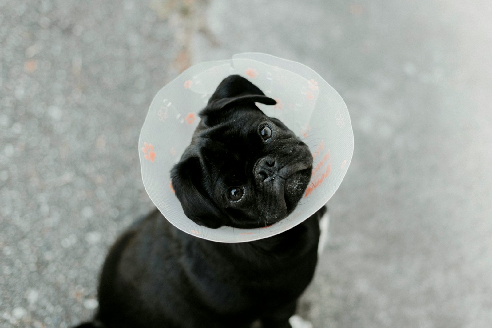 A small black pug wearing a recovery cone looks up at the camera